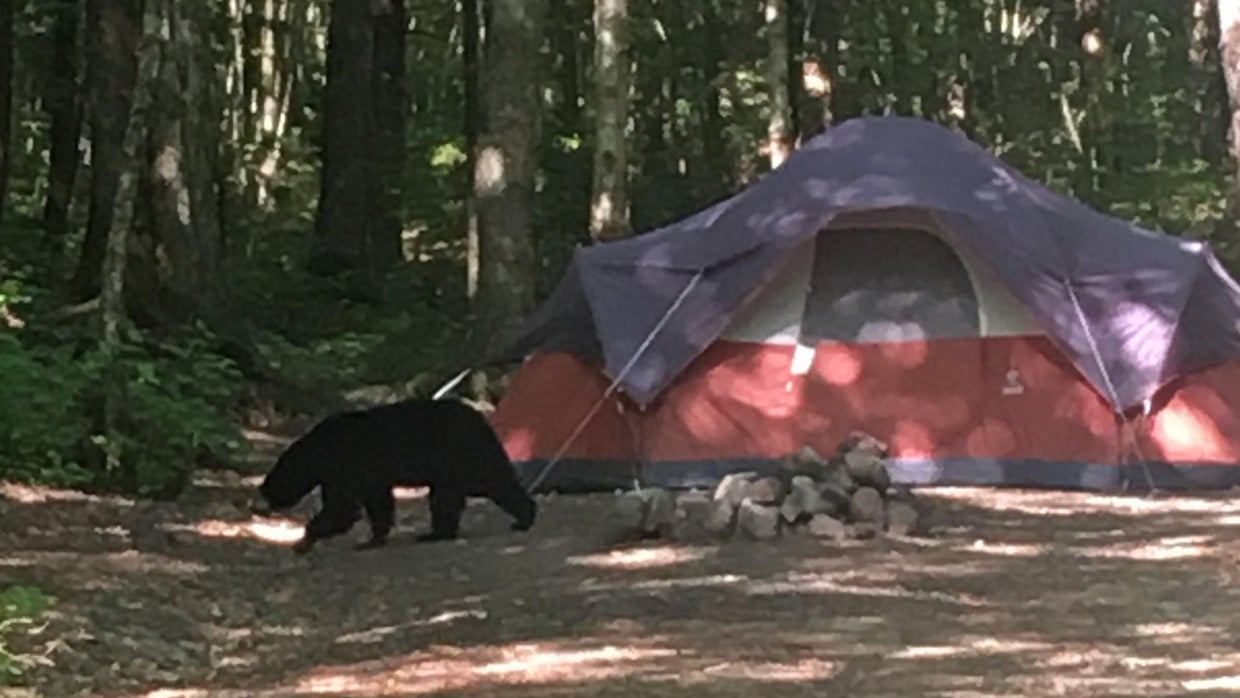 'Increase in bear activity' closes another New Hampshire campground
