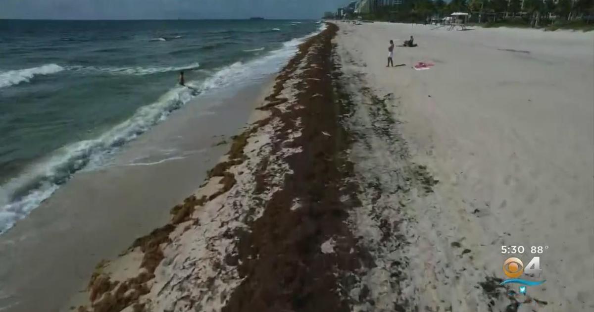 Crews in Fort Lauderdale turning truckloads of seaweed into planting soil