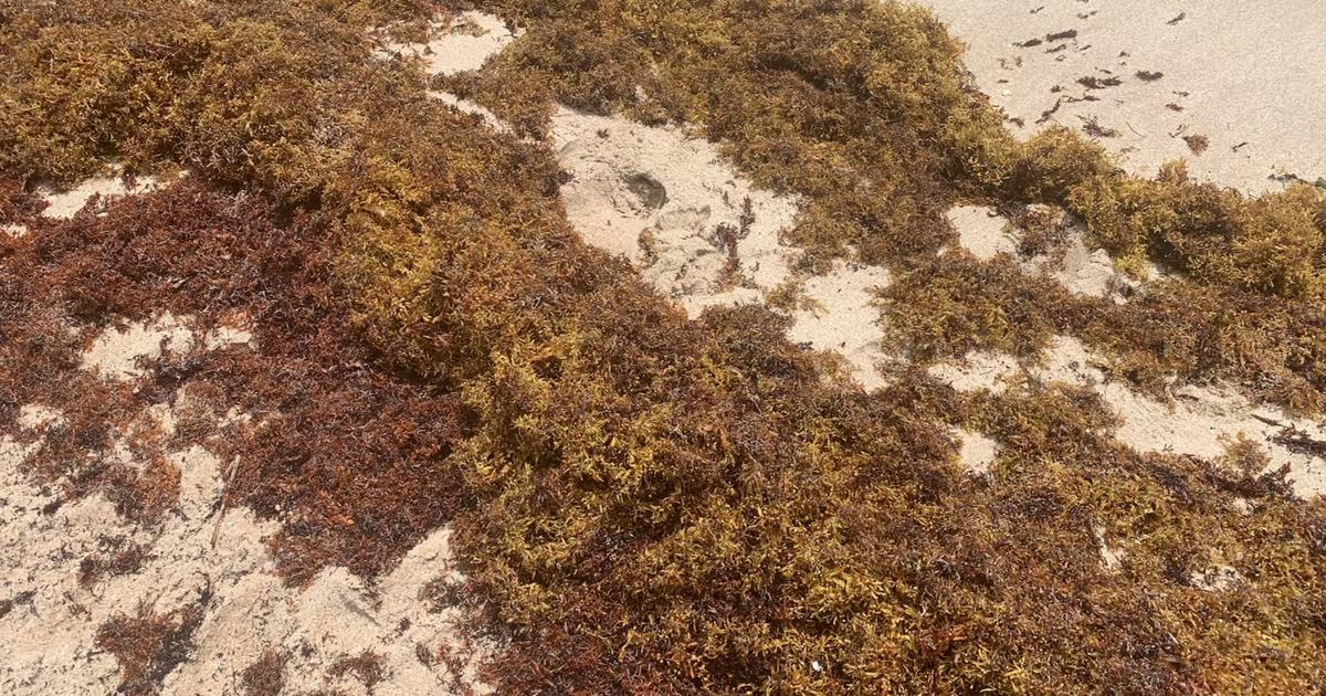 Report-breaking blob of smelly seaweed arriving in Key West