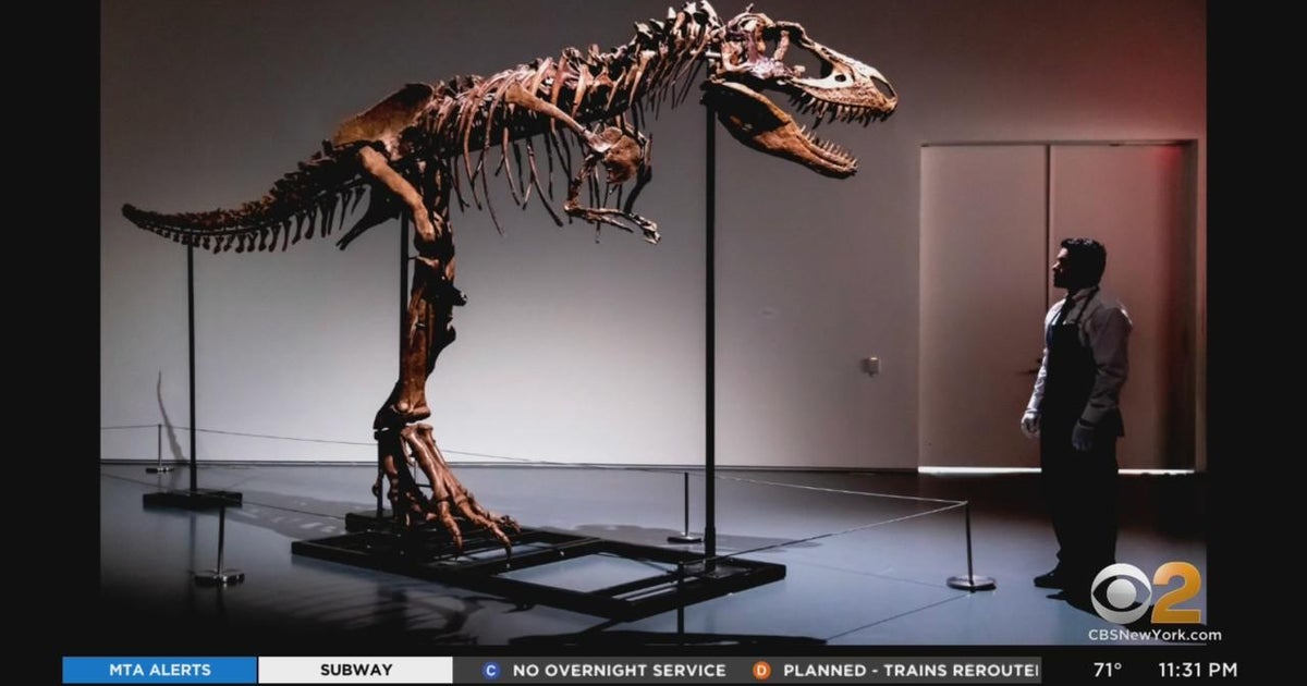 Sotheby's auctioning rare fossilized dinosaur skeleton - CBS New York