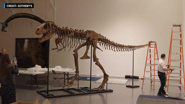 A fossilized dinosaur skeleton stands on display in the middle of a room 