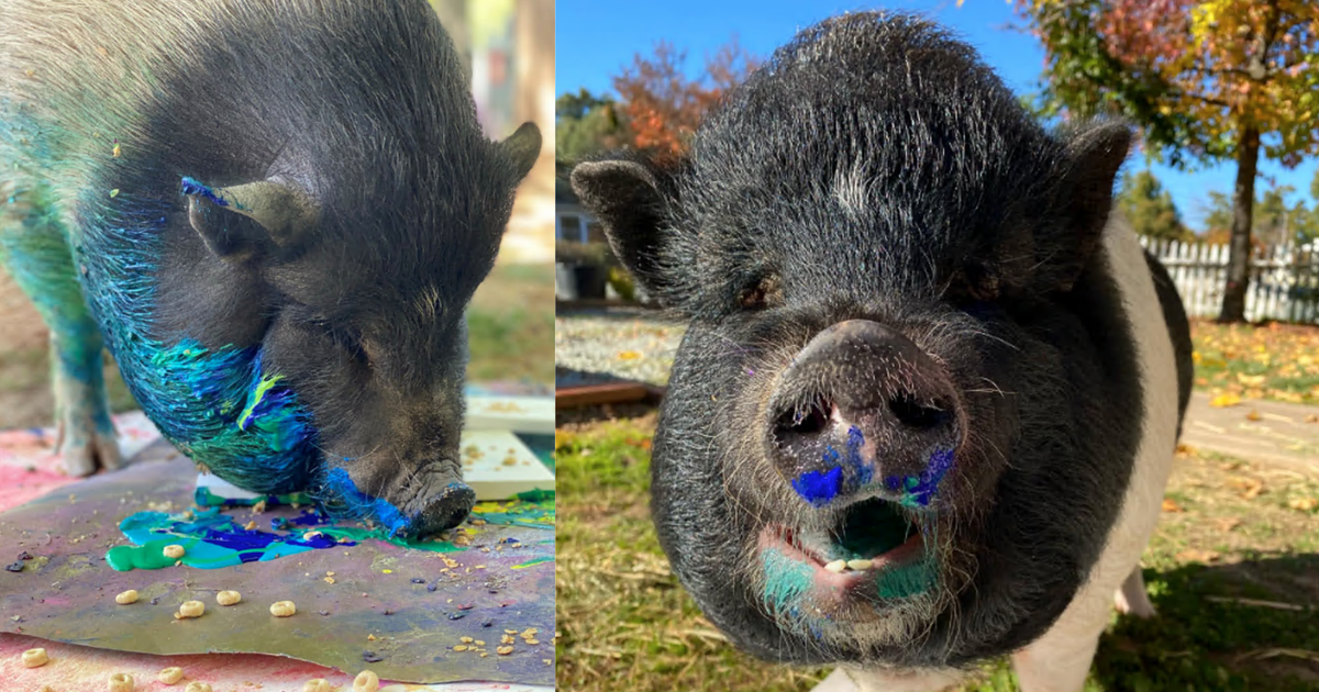 Pigcasso: Pot-Bellied Pig Produces Award-Winning Art In Mokelumne Hill ...