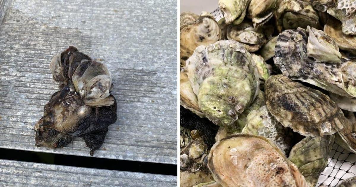 "Forever chemicals" potentially hazardous to human health found in Florida oysters