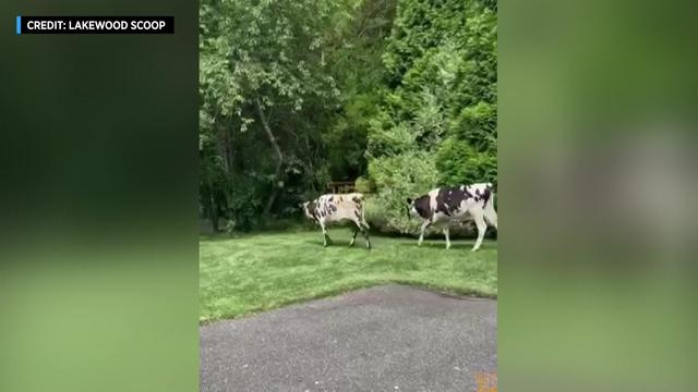Two black-and-white cows walk through a yard. 
