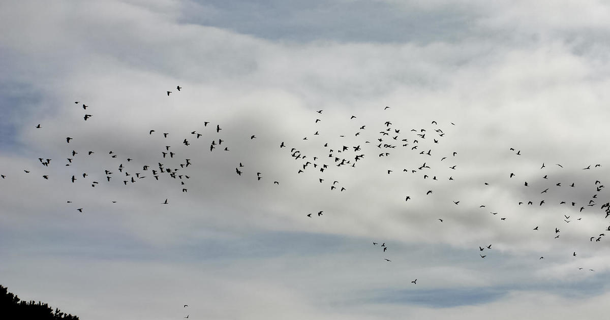 Hundreds of thousands of birds are migrating over the Pittsburgh area. Here’s how you can help their journey.