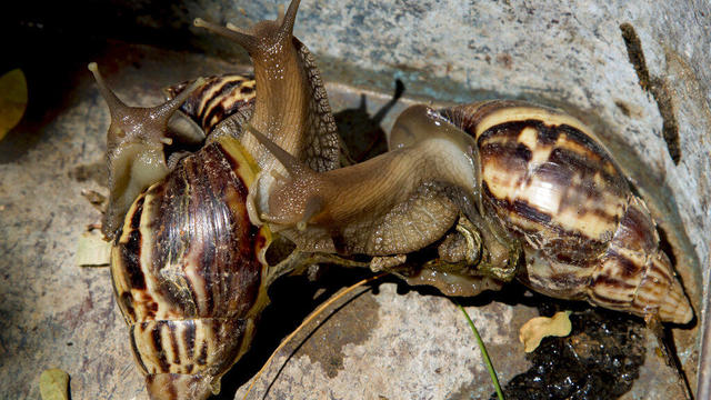 Giant Snails Florida 
