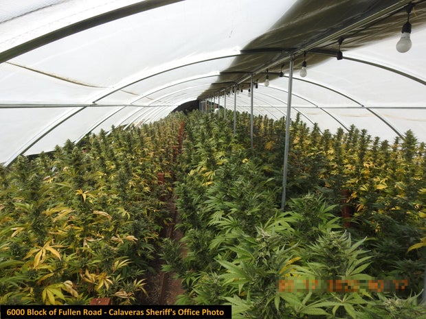 ILLEGAL MARIJUANA BUST 3- CALAVERAS CO SHERIFF 