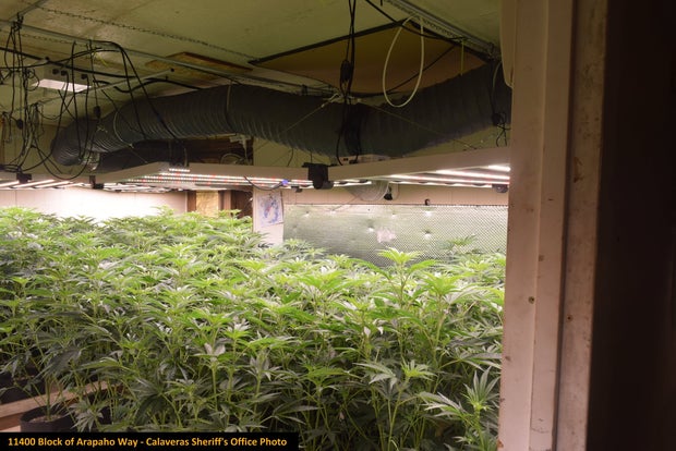 ILLEGAL MARIJUANA BUST 10- CALAVERAS CO SHERIFF 