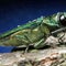 Tree-killing Asian beetle detected in EU for first time
