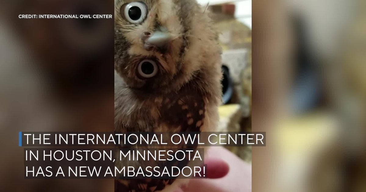 Houston’s International Owl Center has a new ambassador, a 7weekold