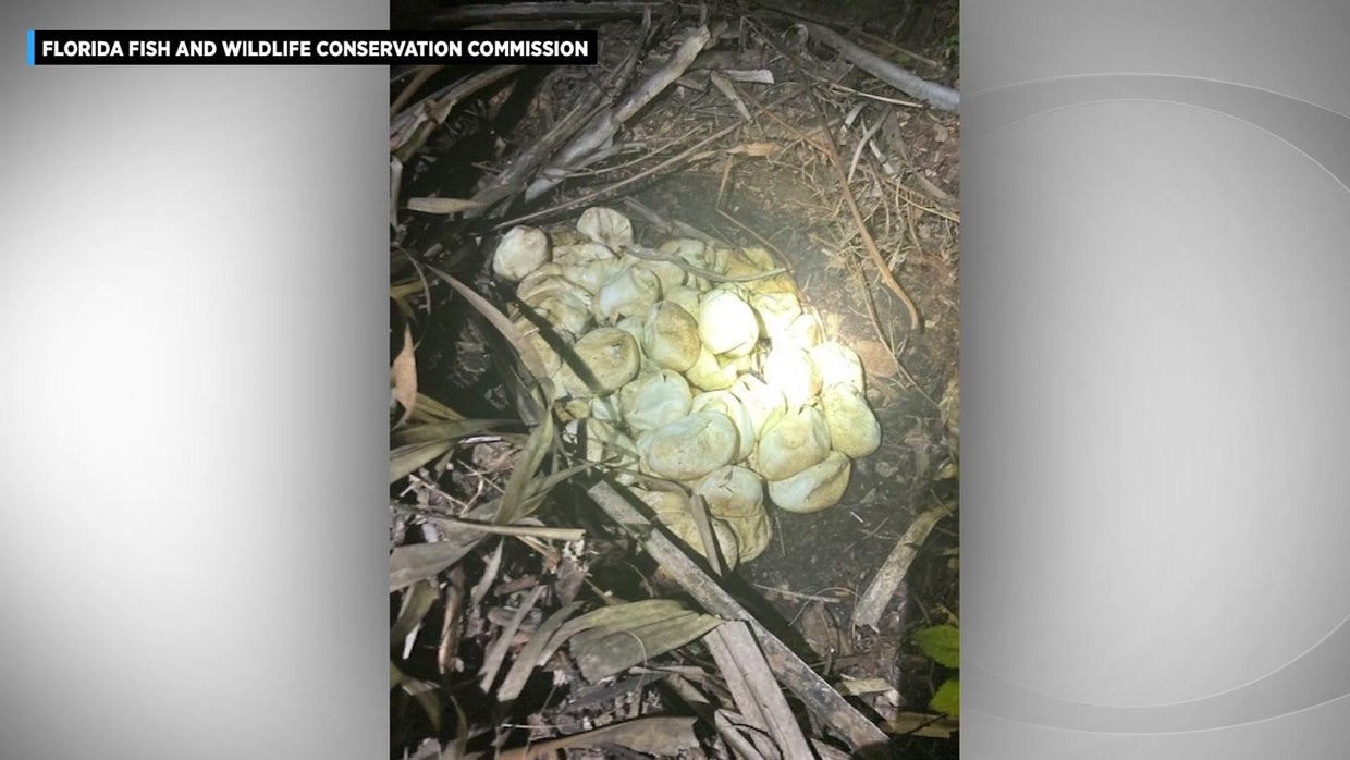 Slithery Surprise: Mama pythons, nests discovered in Big Cypress ...