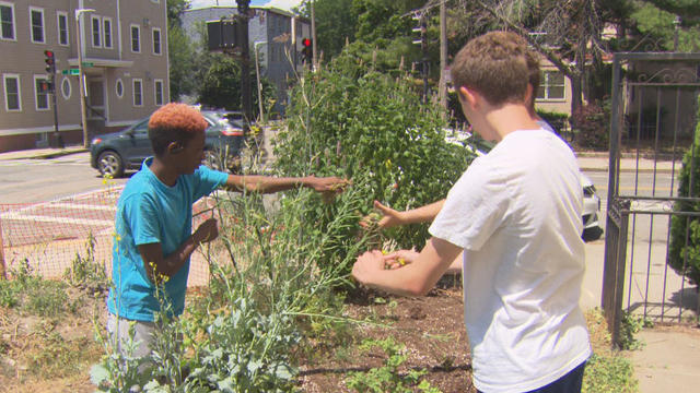 South Boston community garden 