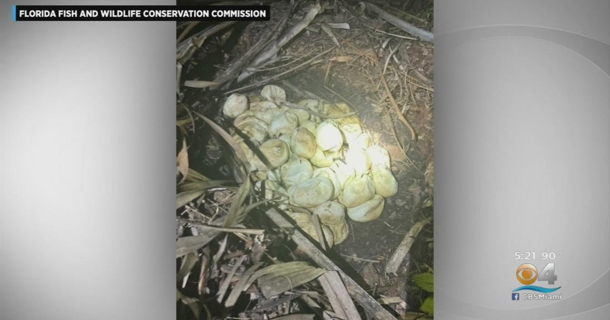Pythons, dozens of hatchlings found in Big Cypress National Preserve