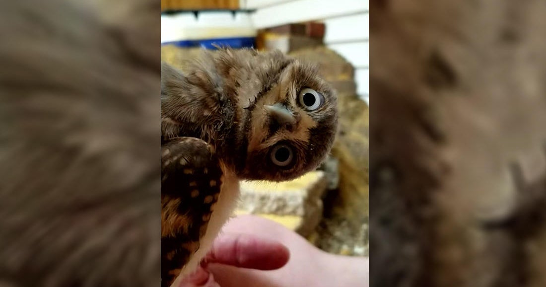 Houston's International Owl Center has a new ambassador, a 7weekold burrowing owl CBS Minnesota