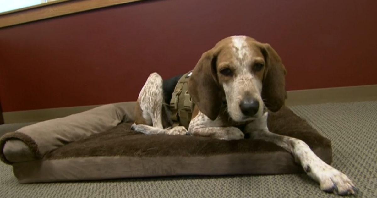 Once a malnourished orphan, the therapy dog ​​Highland Park helps heal after parade shooting
