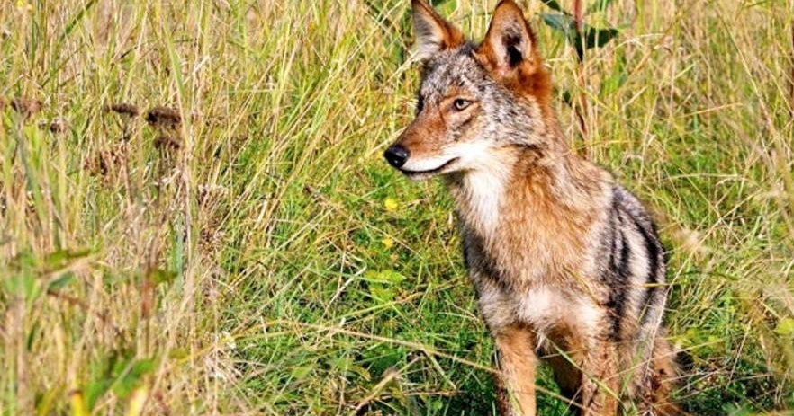Chicago pet owners beware It's mating season for coyotes CBS Chicago