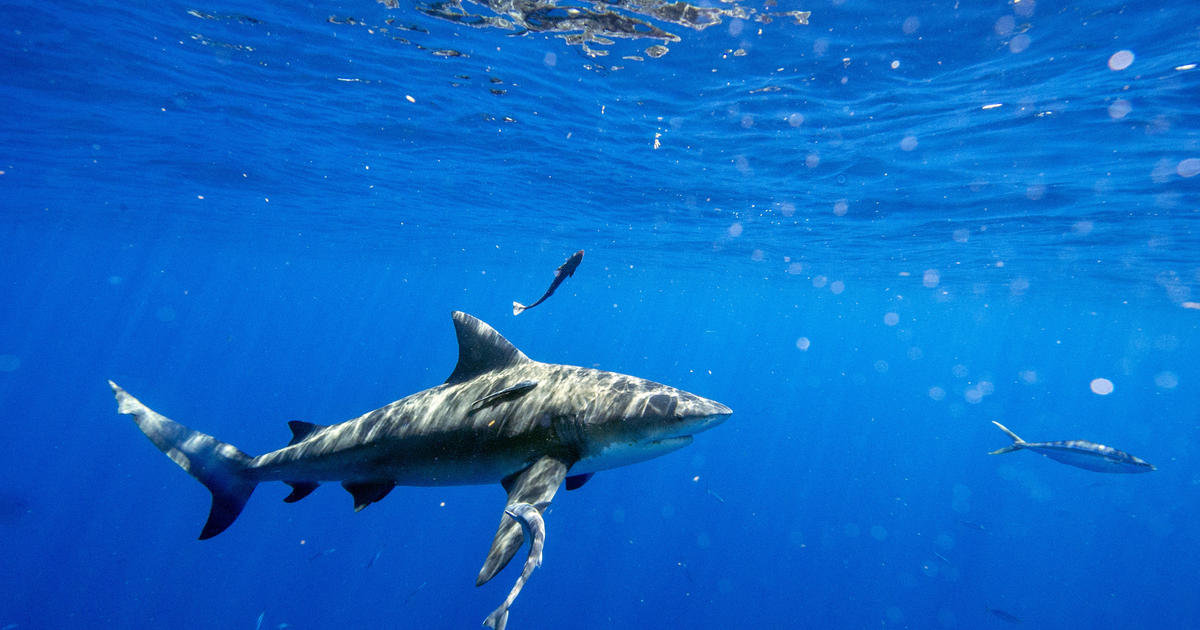 Вирусно видео на рояк акули в Мексиканския залив предизвиква въпроса: Това нормално ли е? Ето какво казва един експерт.