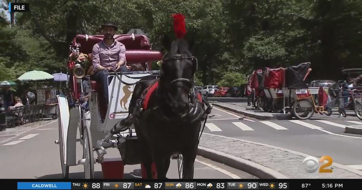 New Investigation Exposes Need to End Horse-Drawn Carriages in
