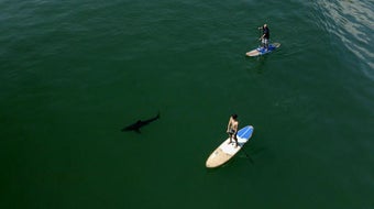 California researchers study how sharks impact local economies 