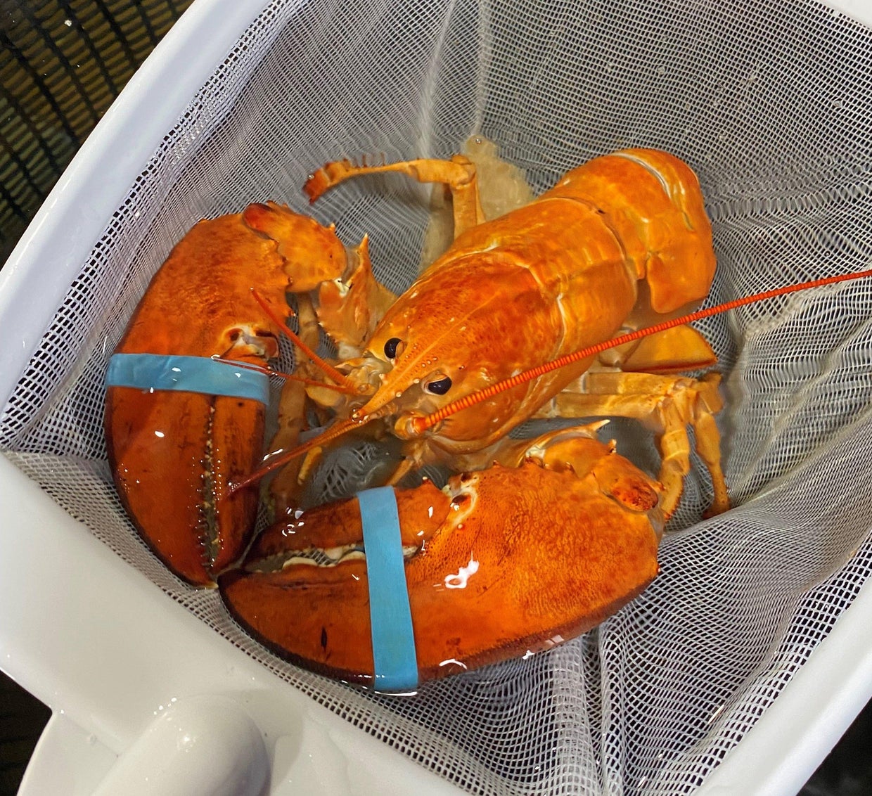 Rare orange lobster rescued by Red Lobster employees - CBS News