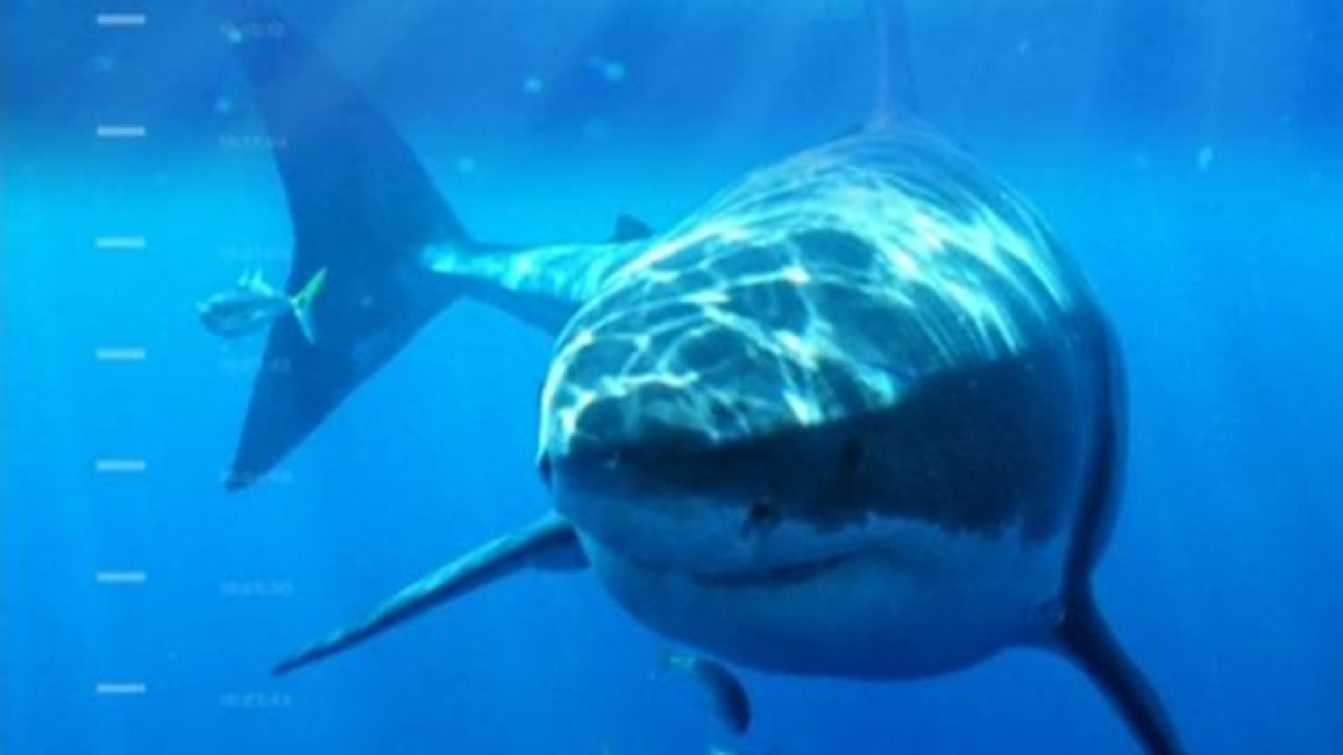 Five shark attacks in two weeks off New York's Long Island - CBS News