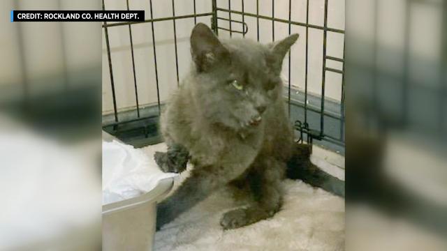 A solid grey shorthair cat sits in a cage 