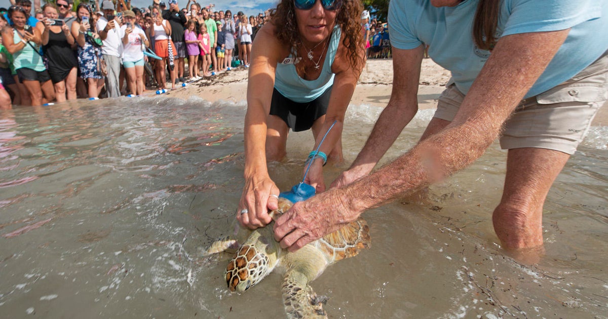 Sea turtle released into Florida Keys to join Tour de Turtles race