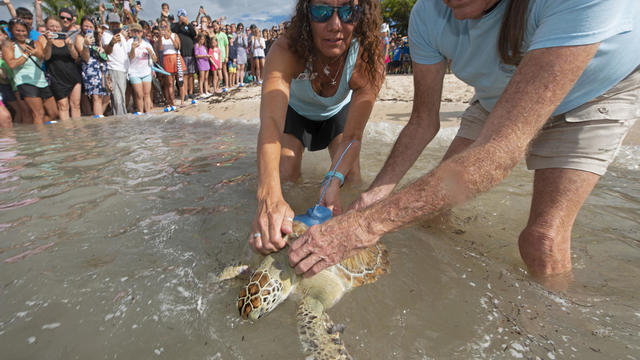 Tortie the sea turtle 