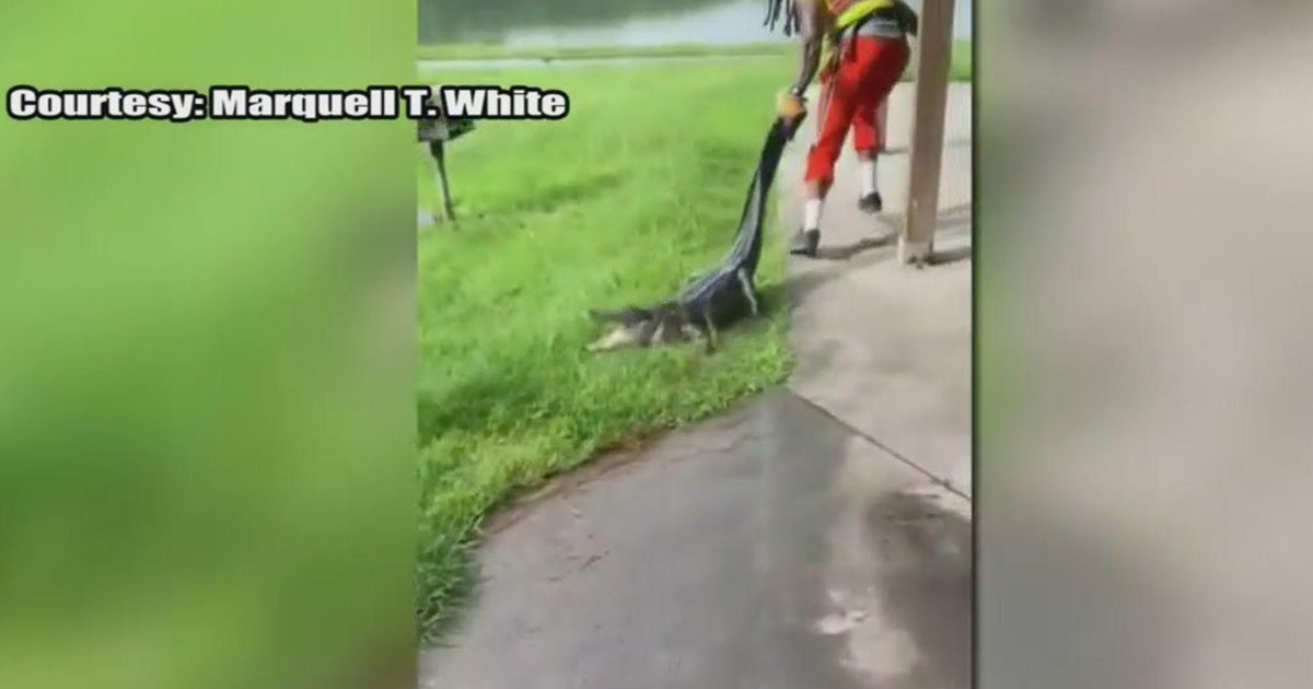 Man dragged gator out of children’s playground after spotting it near swing set