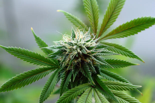 marijuana-plant.jpg 