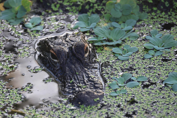 Elderly woman killed by two alligators after falling into Florida pond