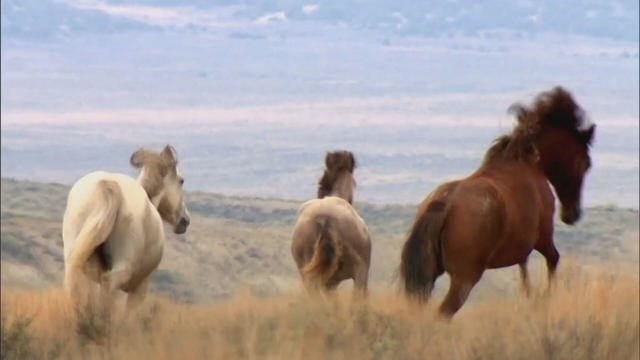 wild-horse-roundup-6pkg-transfer-frame-224.jpg 