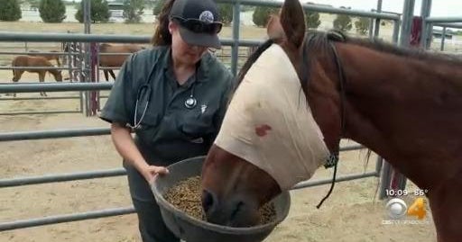 Colorado animal rehab center nurses almost 80 neglected horses after ...
