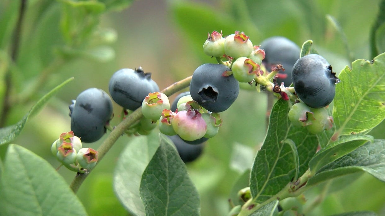 Blueberries are bountiful this summer in Minnesota CBS Minnesota