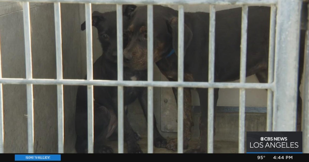 Emergency meeting held to address crisis at LA animal shelters CBS Los Angeles