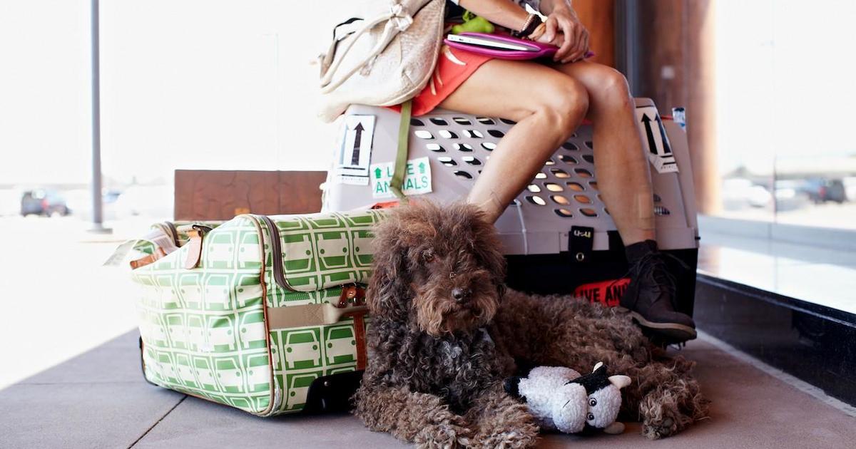 Protect your dog or cat with these top-rated pet travel carriers of 2022 -  CBS News