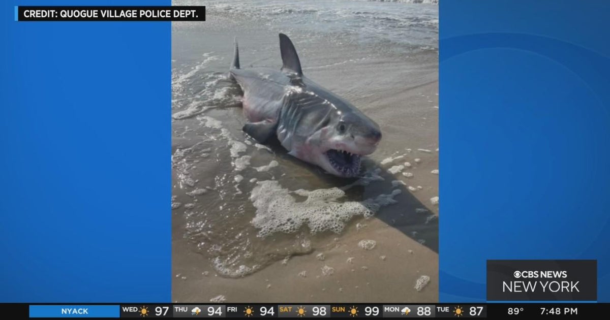 Expert Greg Metzger discusses great white shark discovery in Quogue