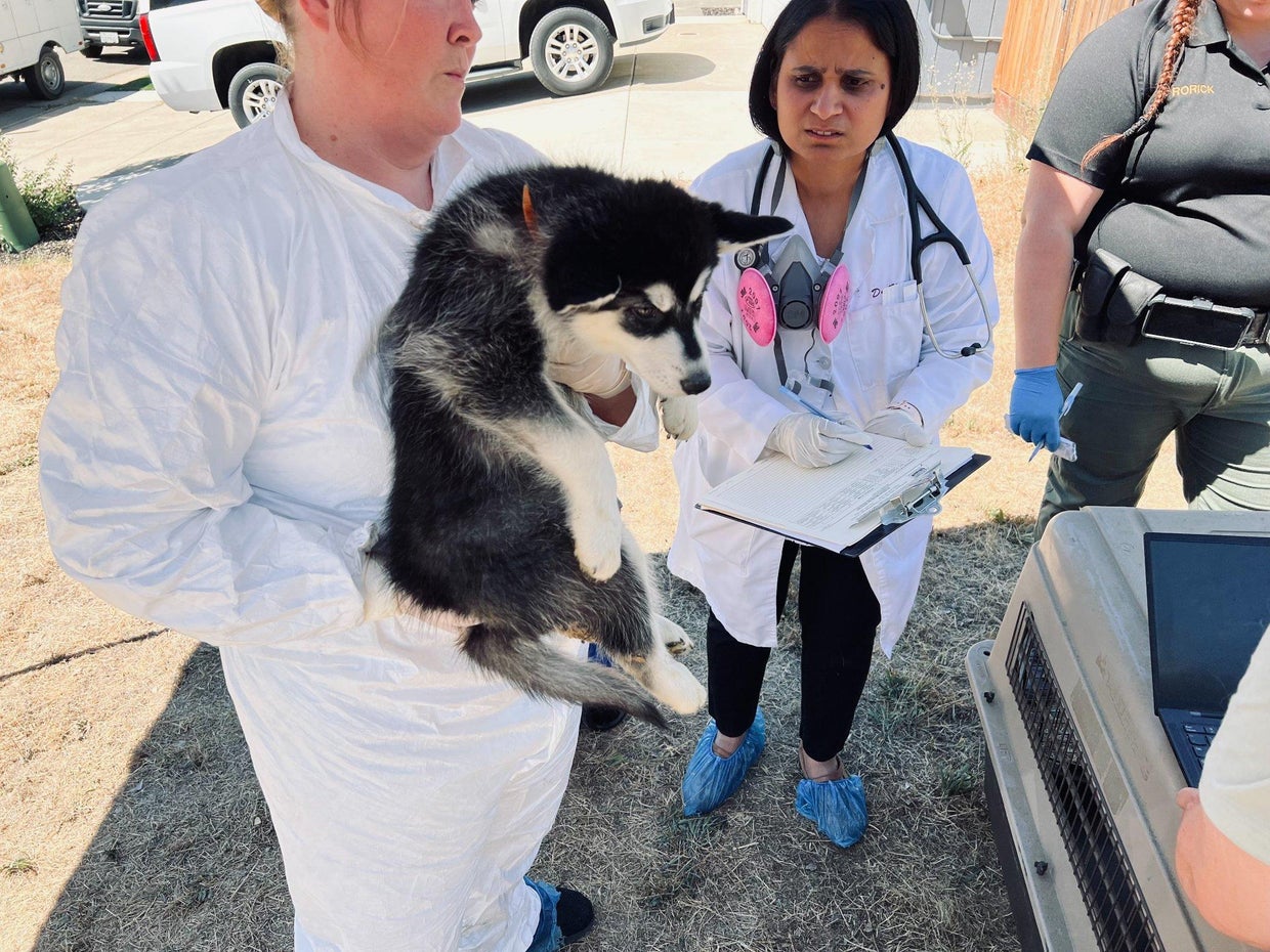 Woman arrested on animal cruelty charges after dogs rescued from El