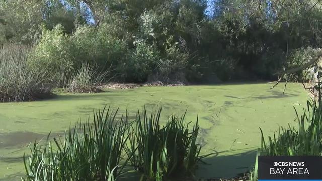 spring-lake-algae-072022.jpg 