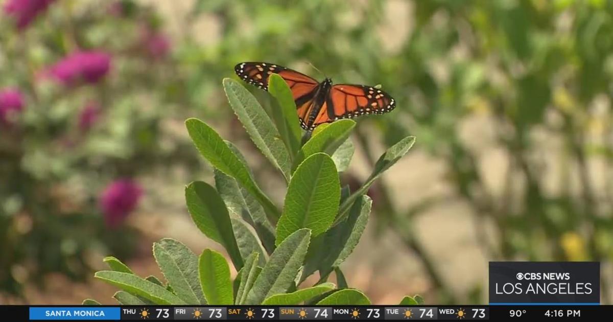 Monarch butterfly added to endangered species list - CBS Los Angeles