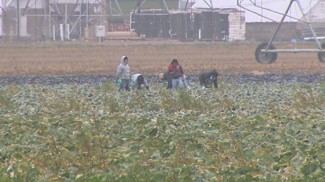 farm-worker-weather-10-vo-transfer-frame-90.jpg 