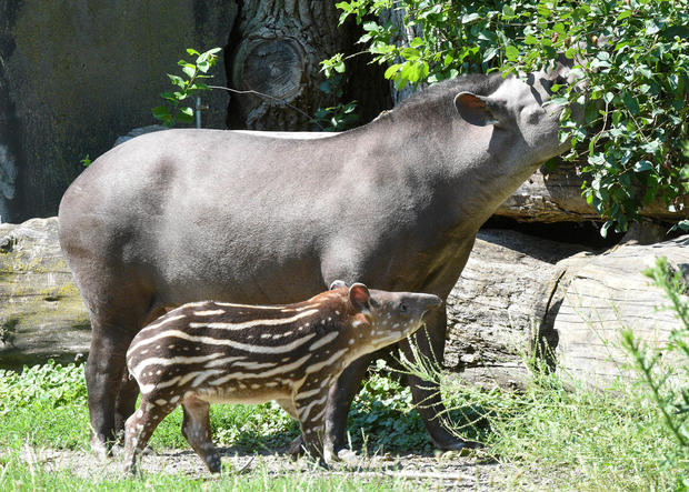 dsc-5075-tapir-calf.jpg 