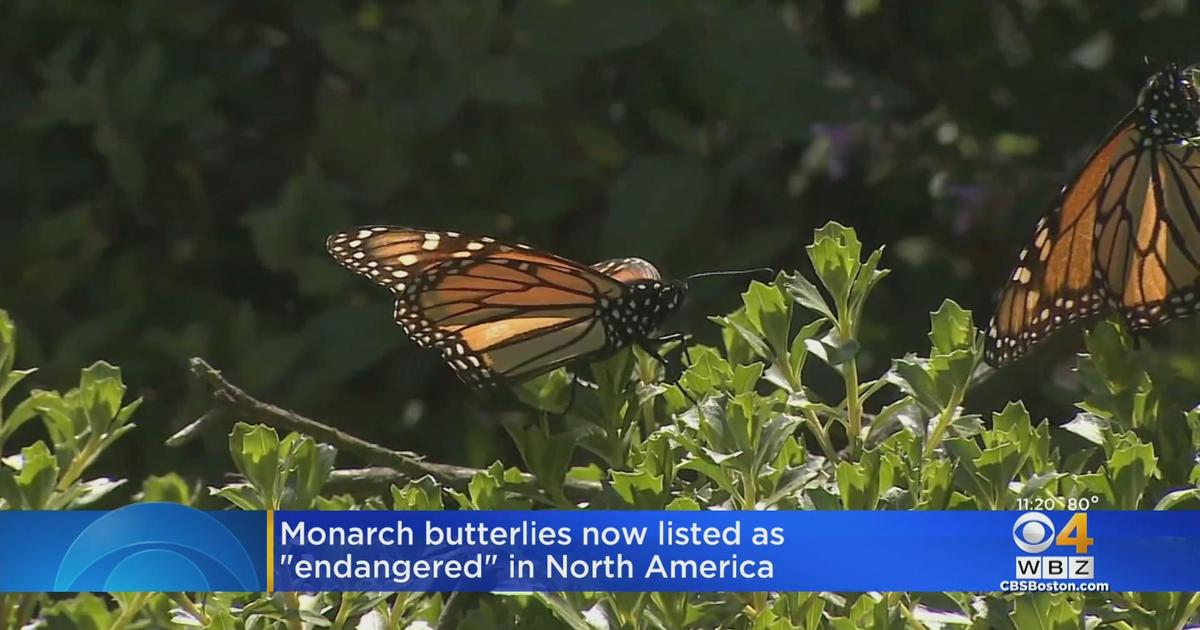 Monarch butterflies now listed as 