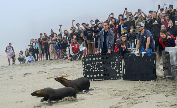 Five sea lions return to ocean after recuperating at Laguna Beach rescue 