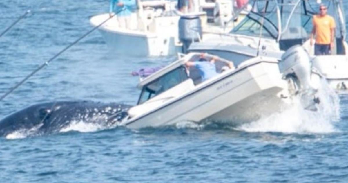 State issues warning after whale breaches onto boat in Plymouth