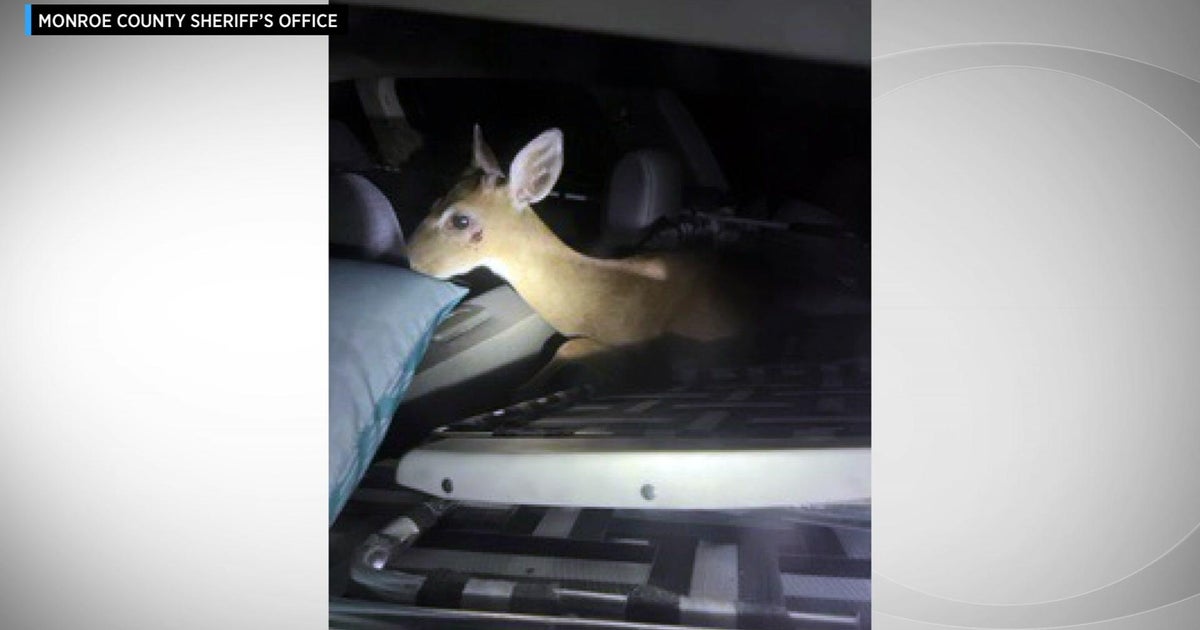 Two Miami men accused of kidnapping Key deer