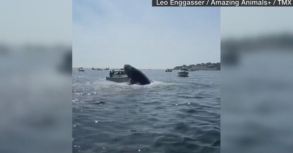 "See a spout, watch out!": Harbormaster issues warning after whale lands on boat - Vimarsana News