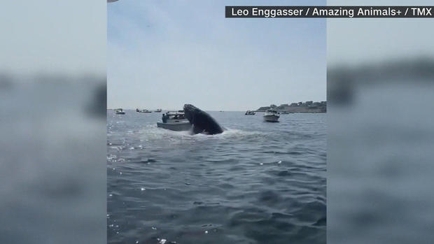 Plymouth whale breach 