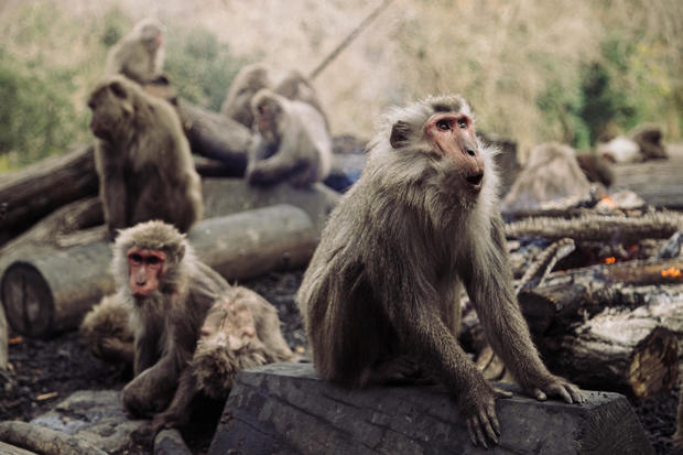 Japanese Yaku macaque monkeys sit around a bonfire to keep 