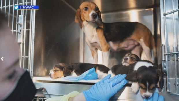 beagles-rescued.jpg 